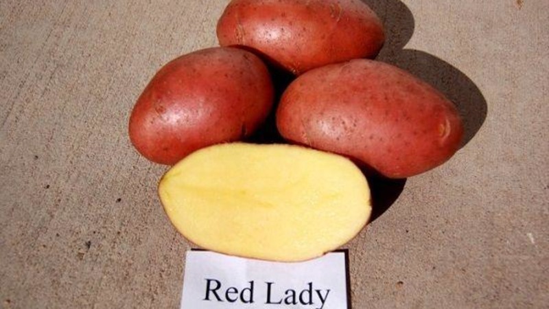 Early maturing drought-resistant potato variety Red Lady for long storage