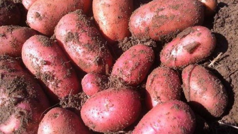 Early maturing drought-resistant potato variety Red Lady for long storage