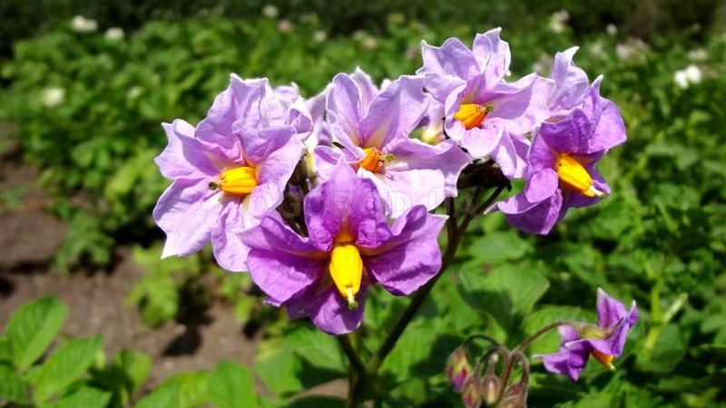 Early maturing drought-resistant potato variety Red Lady for long storage
