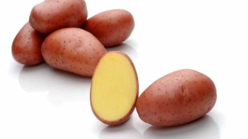 Early maturing drought-resistant potato variety Red Lady for long storage