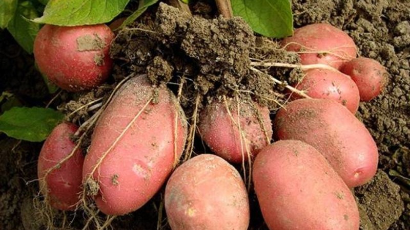 Early maturing drought-resistant potato variety Red Lady for long storage