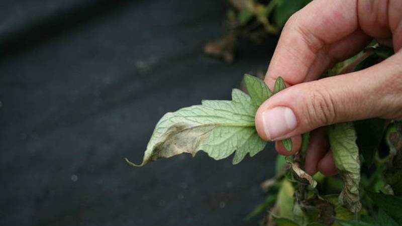 We fight the popular tomato disease with folk methods: how to treat tomatoes with iodine from late blight
