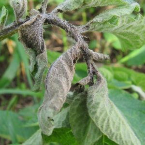 We fight the popular tomato disease with folk methods: how to treat tomatoes with iodine from late blight