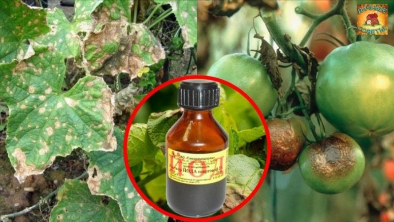 We fight the popular tomato disease with folk methods: how to treat tomatoes with iodine from late blight
