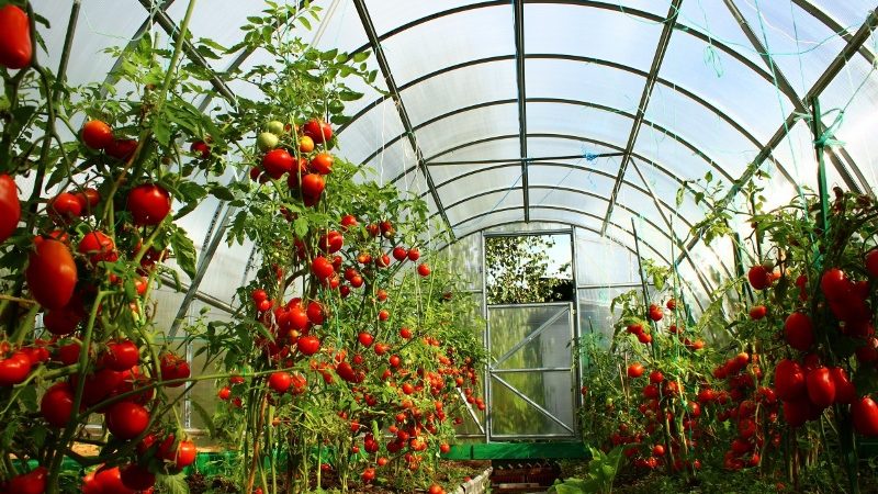 We fight the popular tomato disease with folk methods: how to treat tomatoes with iodine from late blight