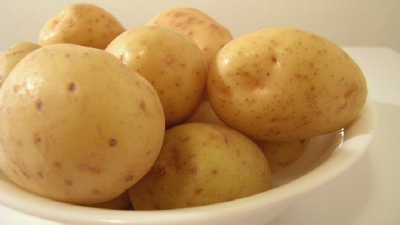 Early ripening and unpretentious variety of Molly potatoes