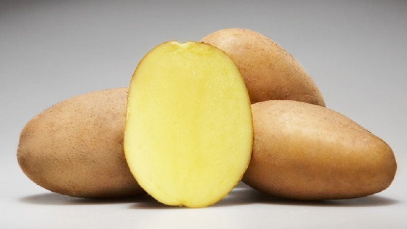 Early ripening and unpretentious variety of Molly potatoes