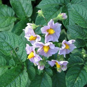 Medium early potato variety Handsome with amazing taste