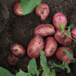 Pros and cons of planting potatoes in combs