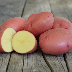 Medium early potato variety Handsome with amazing taste