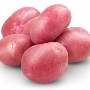 Medium early potato variety Handsome with amazing taste