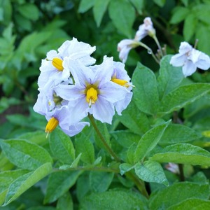 Medium early potato variety Handsome with amazing taste