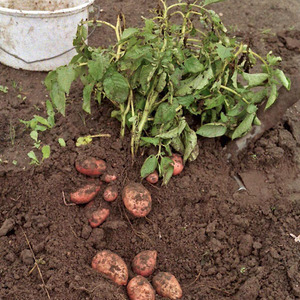 Medium early potato variety Handsome with amazing taste