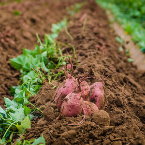 Medium early potato variety Handsome with amazing taste
