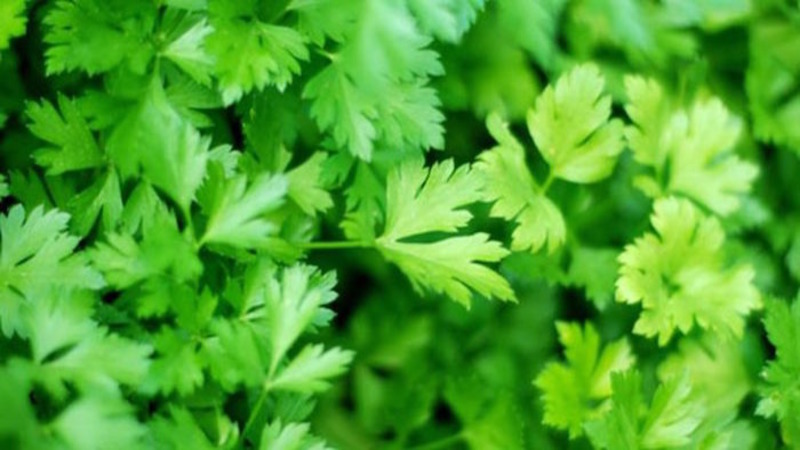 How parsley helps against puffiness under the eyes and how can it be used