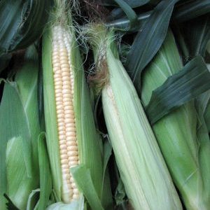 How to soak corn for planting and grow rich crops from ready-made seeds