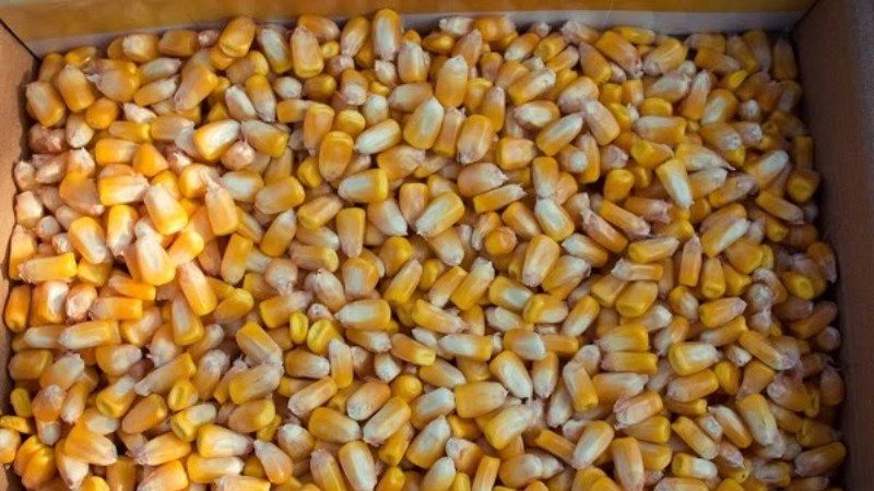 How to soak corn for planting and grow rich crops from ready-made seeds