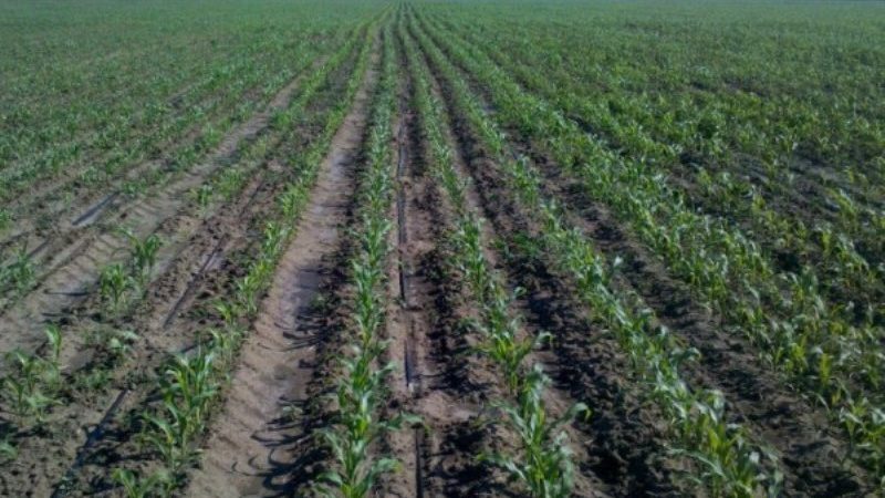 How to soak corn for planting and grow rich crops from ready-made seeds