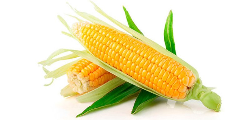How to soak corn for planting and grow rich crops from ready-made seeds