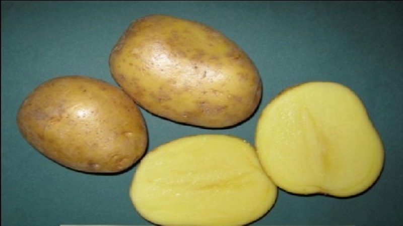 An early table potato variety that is not afraid of sudden changes in temperature, Madeleine