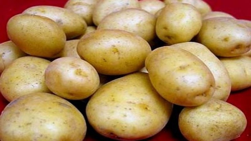 Viable potato variety Blueness with amazing taste