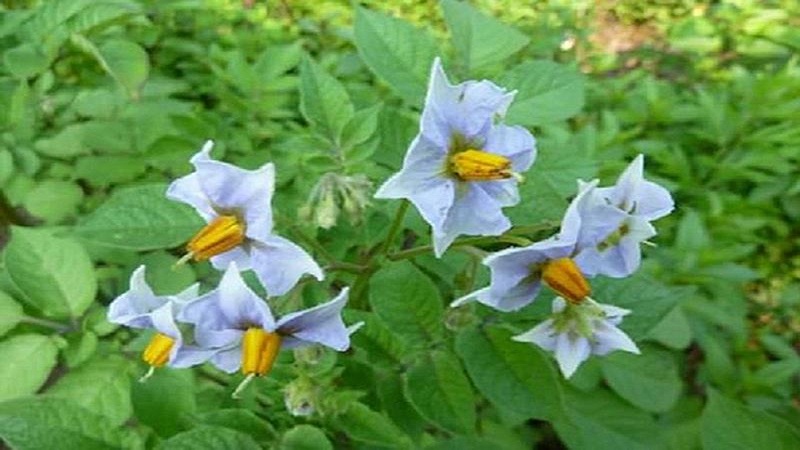 Viable potato variety Blueness with amazing taste