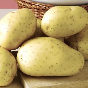 High-yielding potato variety Giant with large tubers