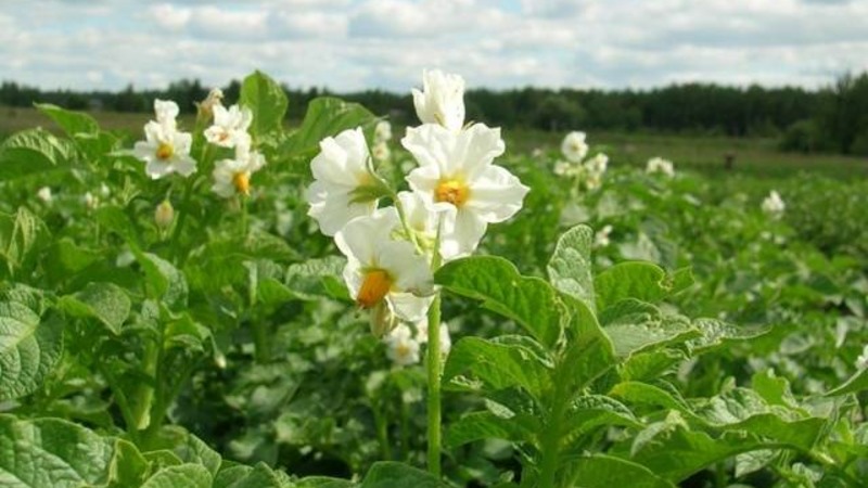 A hardy potato variety Lapot is not afraid of bad weather