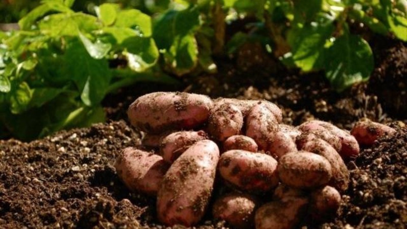 A hardy potato variety Lapot is not afraid of bad weather