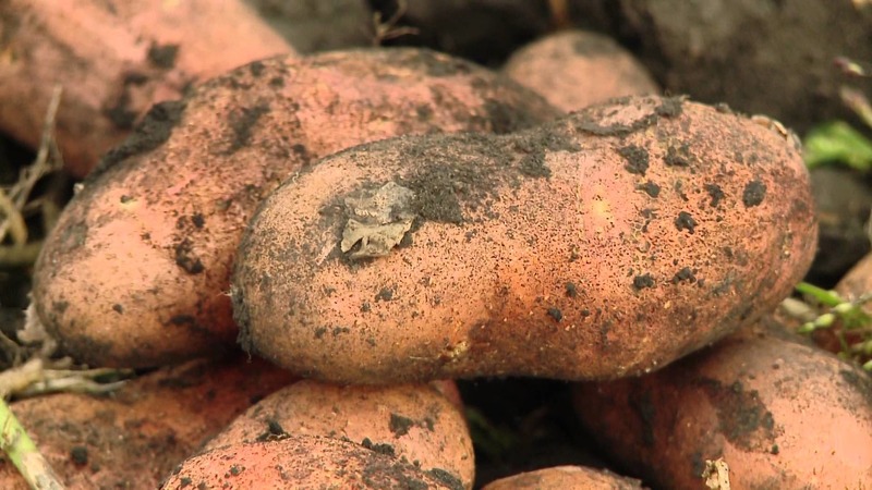 A hardy potato variety Lapot is not afraid of bad weather