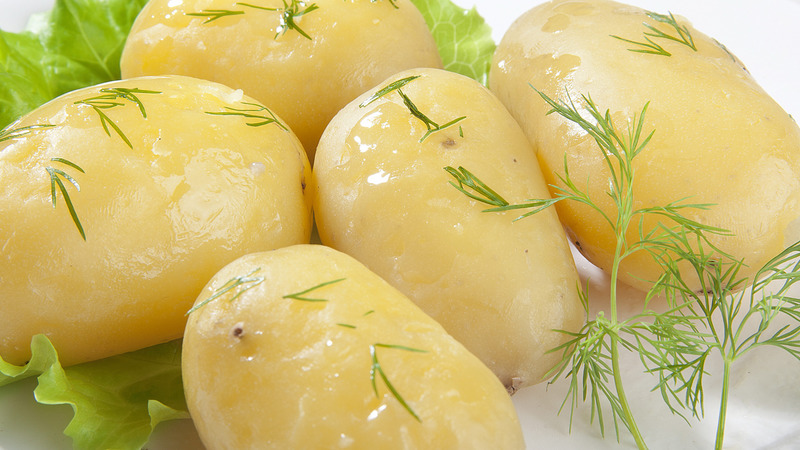 A hardy potato variety Lapot is not afraid of bad weather