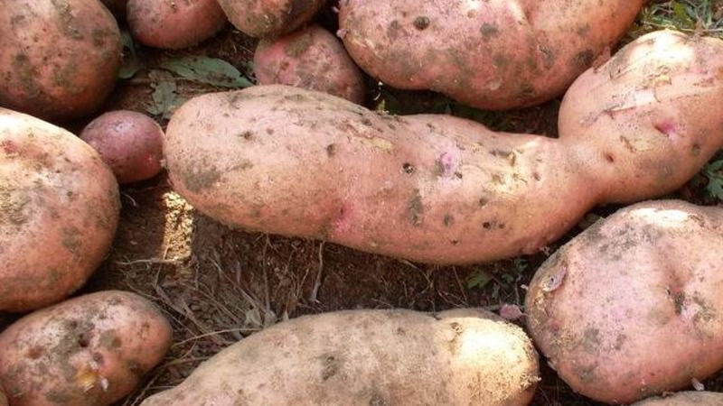 A hardy potato variety Lapot is not afraid of bad weather