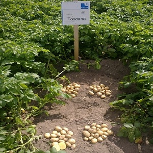 Mid-season hardy potato Tuscany