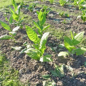 Review of Trapezond 92 tobacco and features of its cultivation