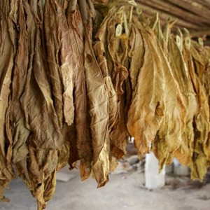Review of Trapezond 92 tobacco and features of its cultivation