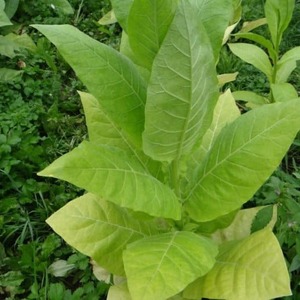 Review of Trapezond 92 tobacco and features of its cultivation