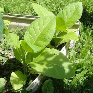 Review of Trapezond 92 tobacco and features of its cultivation