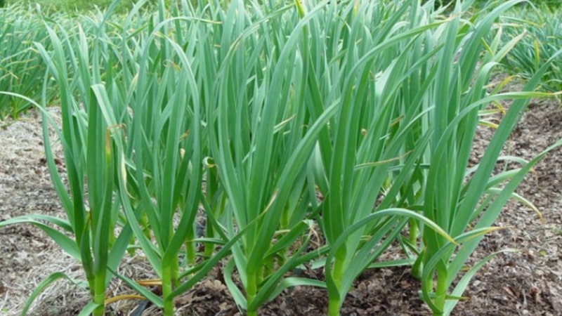 We follow the rules of crop rotation: what can be planted after the onion for the next year, and what is not worth it