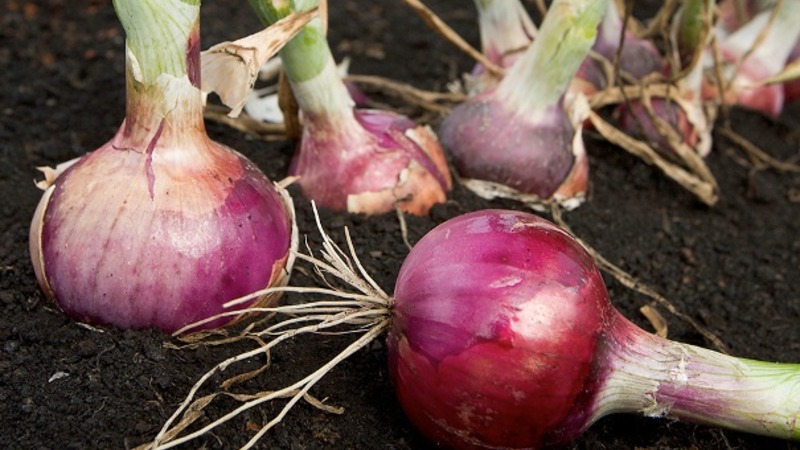 We follow the rules of crop rotation: what can be planted after the onion for the next year, and what is not worth it