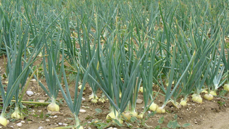 We follow the rules of crop rotation: what can be planted after the onion for the next year, and what is not worth it