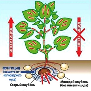 Method of using the drug Prestige for processing potatoes and reviews about it