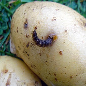 Method of using the drug Prestige for processing potatoes and reviews about it