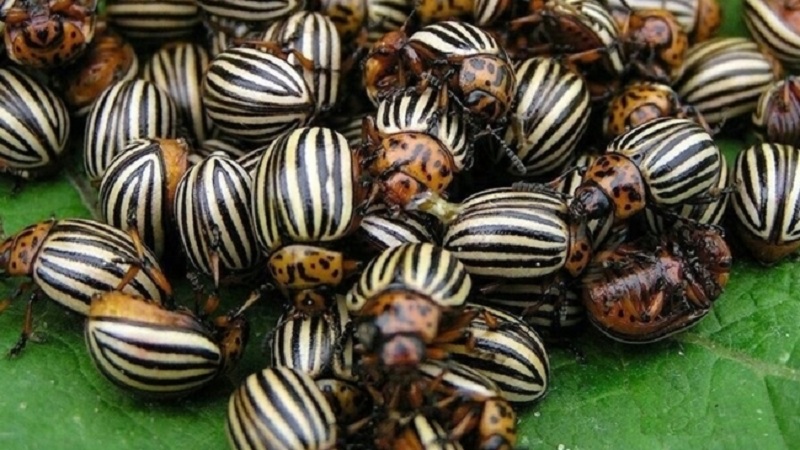 The best ways to treat eggplant diseases: photo and description