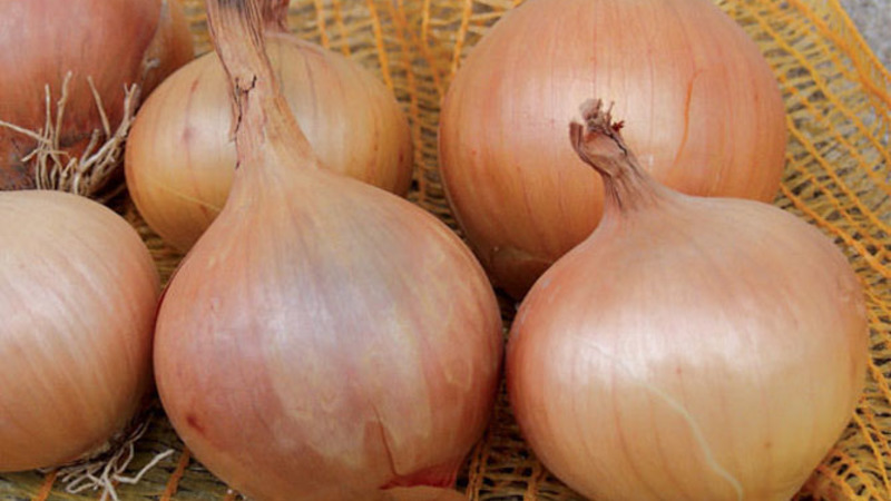 Onion sets Sturon: is it possible to plant before winter and care features