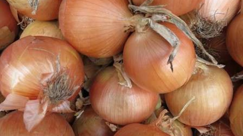 Onion sets Sturon: is it possible to plant before winter and care features