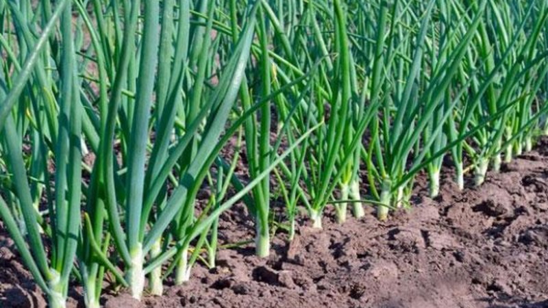 Onion sets Sturon: is it possible to plant before winter and care features