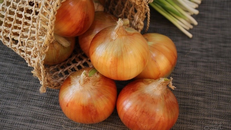 Onion sets Sturon: is it possible to plant before winter and care features