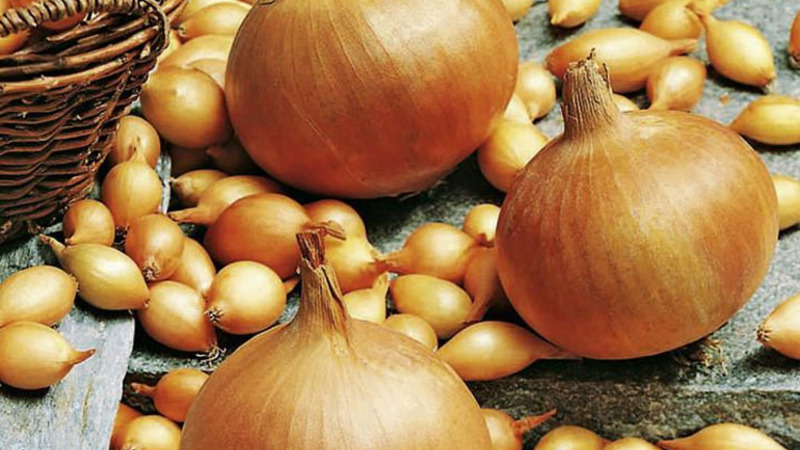 Onion sets Sturon: is it possible to plant before winter and care features