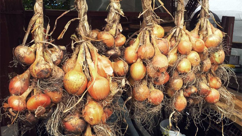 Onion sets Sturon: is it possible to plant before winter and care features