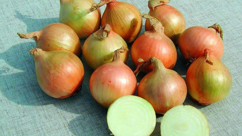 Onion sets Sturon: is it possible to plant before winter and care features